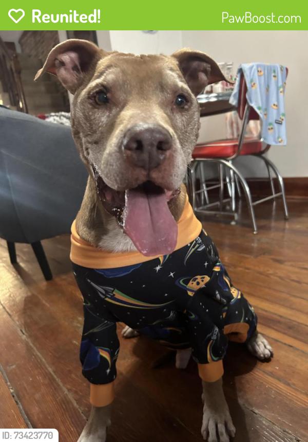 Reunited Male Dog last seen Near Scott steet, Baltimore, MD 21230
