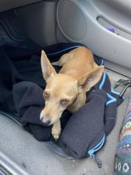 Found/Stray Female Dog last seen Randall Mill Rd, Fort Worth, TX 76103