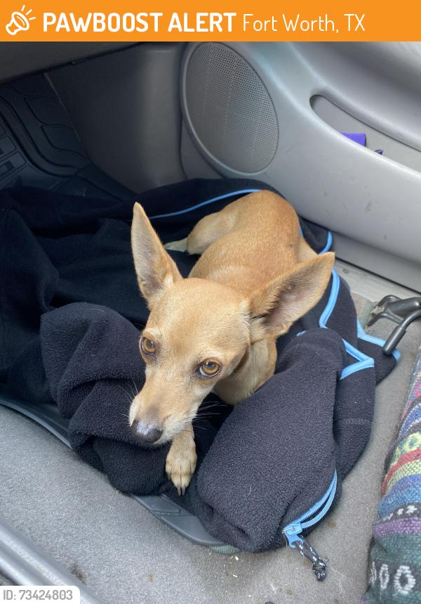 Found/Stray Female Dog last seen Randall Mill Rd, Fort Worth, TX 76103