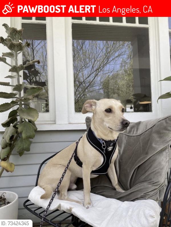 Lost Male Dog last seen Lindley Ave and Vanowen St, Los Angeles, CA 91335