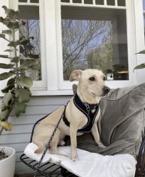 Lost Male Dog last seen Lindley Ave and Vanowen St, Los Angeles, CA 91335