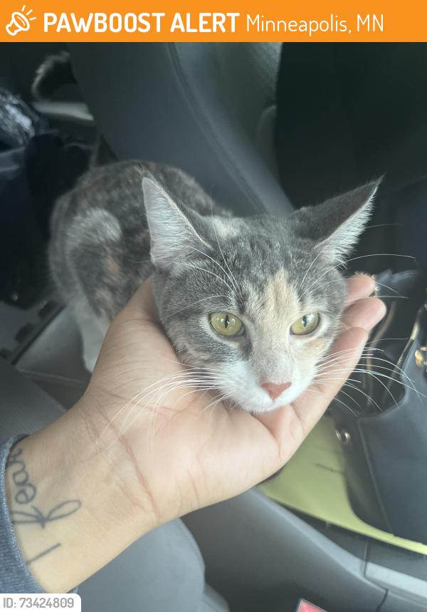 Found/Stray Female Cat last seen Minneapolis, Minneapolis, MN 55412