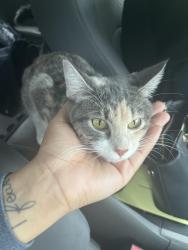 Found/Stray Female Cat last seen Minneapolis, Minneapolis, MN 55412