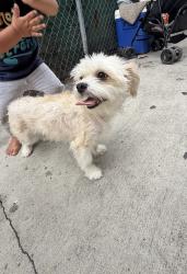 Found/Stray Female Dog last seen Mackley avenu, Los Angeles, CA 90001