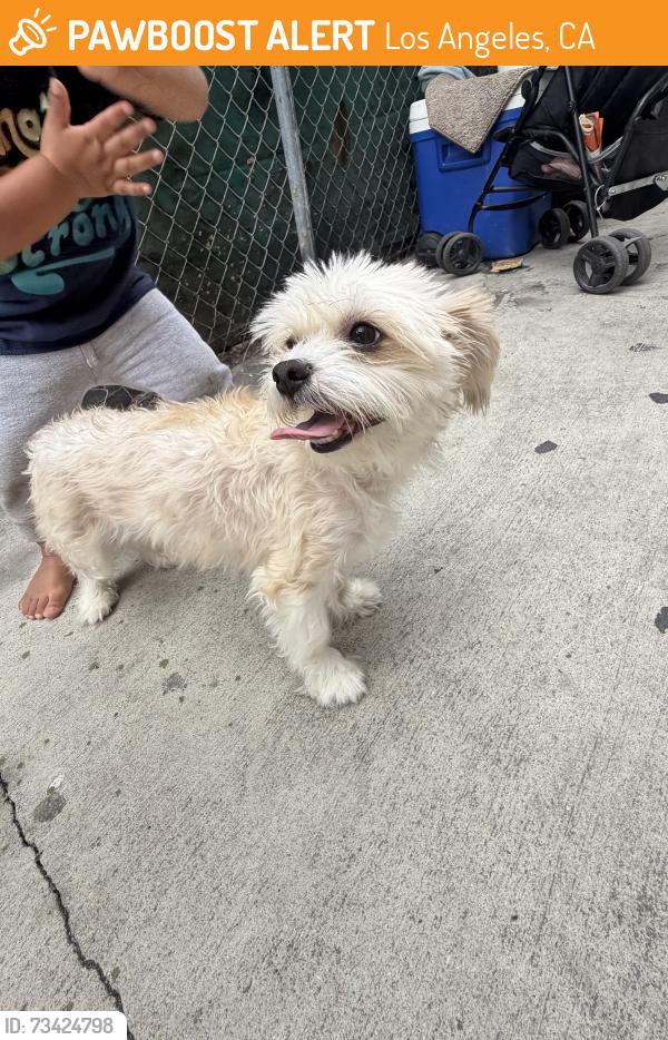 Found/Stray Female Dog last seen Mackley avenu, Los Angeles, CA 90001
