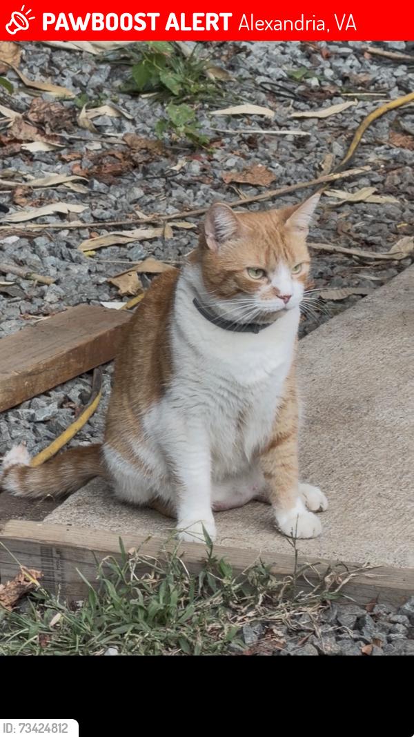 Lost Female Cat last seen 3513b rolling hills alexandria, Alexandria, VA 22309