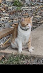 Lost Female Cat last seen 3513b rolling hills alexandria, Alexandria, VA 22309