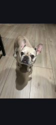 Lost Female Dog last seen Near th David Way, San Bernardino, CA 92404