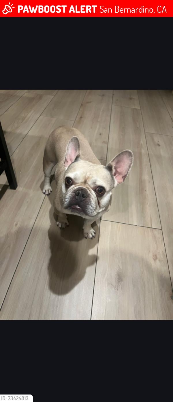 Lost Female Dog last seen Near th David Way, San Bernardino, CA 92404
