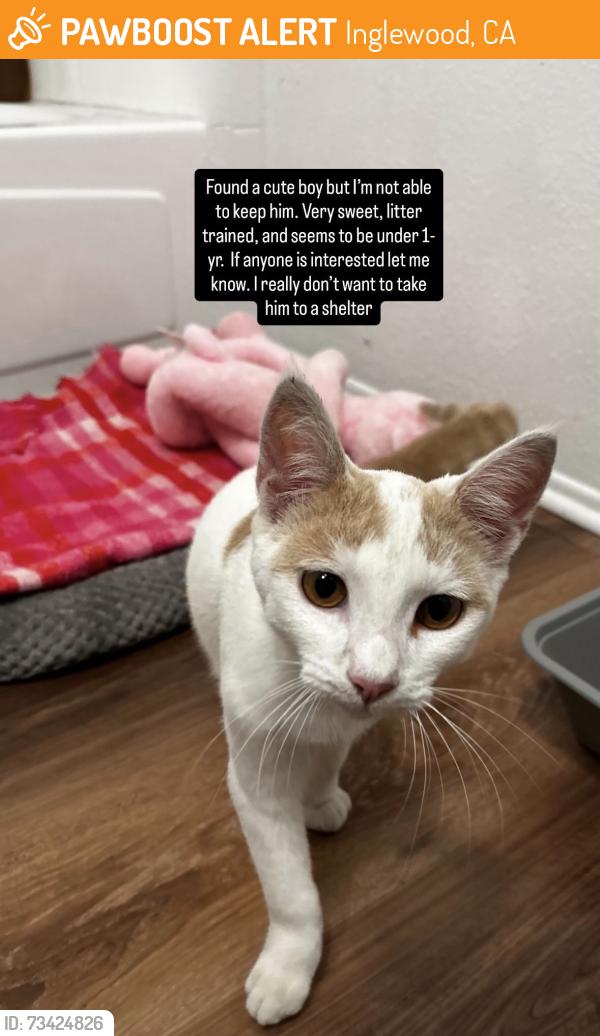 Found/Stray Male Cat last seen Stepney St. & Exton, Inglewood, CA 90302