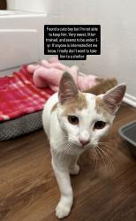 Found/Stray Male Cat last seen Stepney St. & Exton, Inglewood, CA 90302