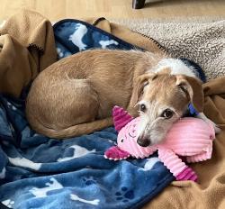 Lost Male Dog last seen paseo del oso and findel sendero, Santa Fe, NM 87506