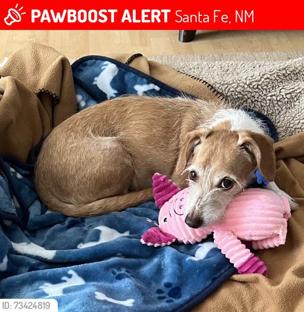 Lost Male Dog last seen paseo del oso and findel sendero, Santa Fe, NM 87506