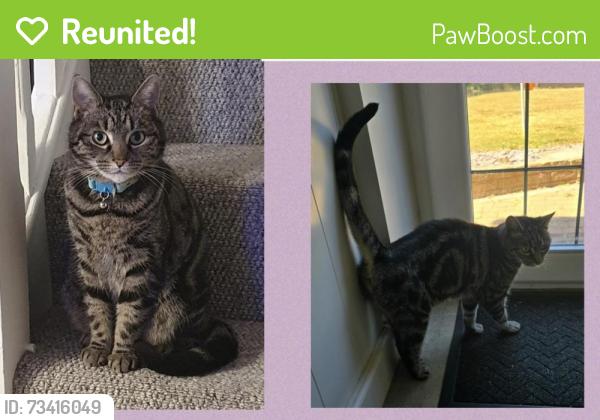 Reunited Female Cat last seen Near high street back garden behind hse, Kelvedon, England 