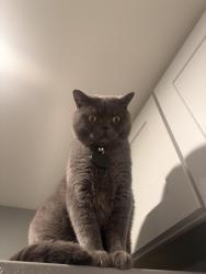 Lost Male Cat last seen 122nd Dr and Patrick Ln, Sun City, AZ 85373