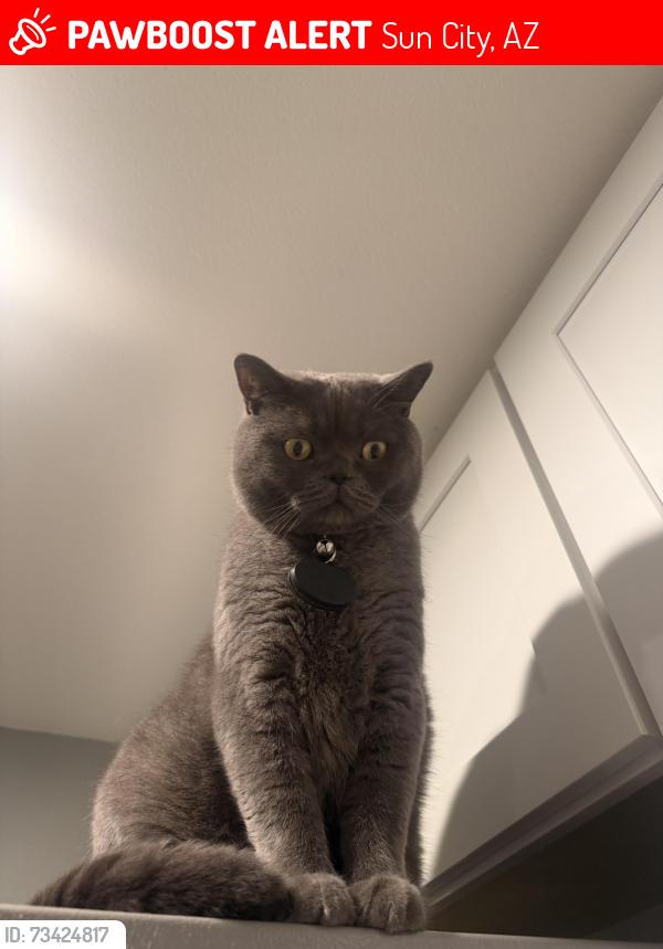 Lost Male Cat last seen 122nd Dr and Patrick Ln, Sun City, AZ 85373