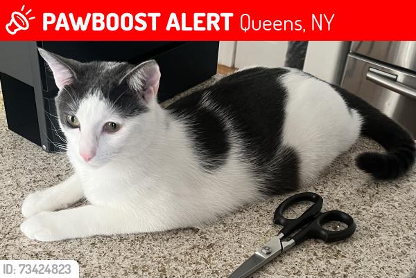 Lost Male Cat last seen 103rd Avenue, Queens, NY 11417