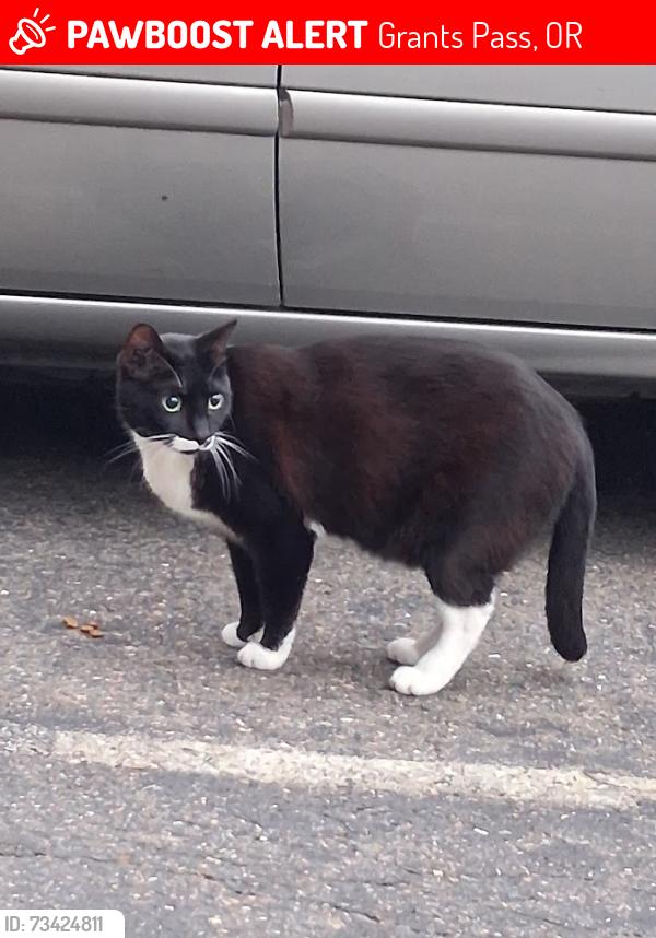 Lost Male Cat last seen Near NW Bunnell Ave. Grants Pass, OR 97526, Grants Pass, OR 97526