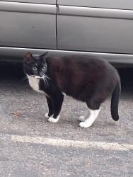 Lost Male Cat last seen Near NW Bunnell Ave. Grants Pass, OR 97526, Grants Pass, OR 97526