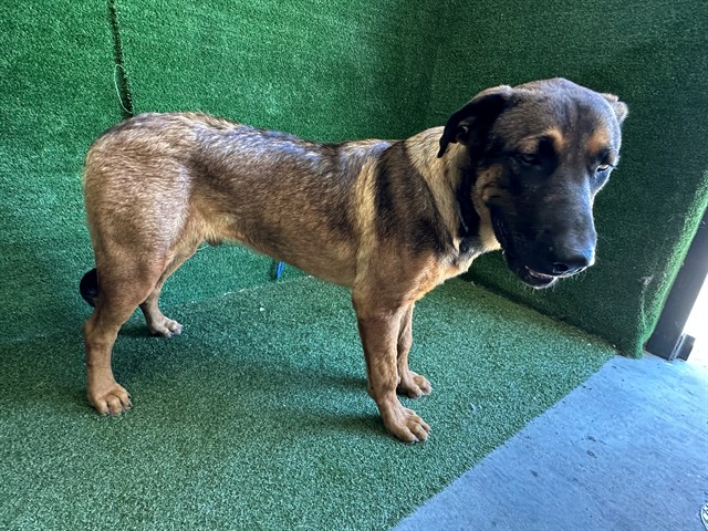Shelter Stray Male Dog last seen , 5210 W Ave I, Lancaster, CA 93536, USA