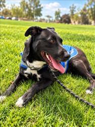 Shelter Stray Female Dog last seen , 1850 W 60th St, Los Angeles, CA 90047, USA
