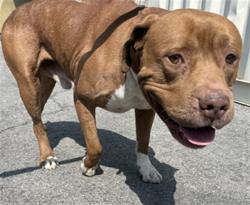 Shelter Stray Male Dog last seen , 1850 W 60th St, Los Angeles, CA 90047, USA