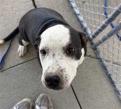 Shelter Stray Female Dog last seen Near BLOCK MORSE CT, BAKERSFIELD CA 93308, 3951 Fruitvale Ave, Bakersfield, CA 93308, USA