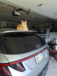 Lost Male Cat last seen 185th st., Prior Lake, MN 55372