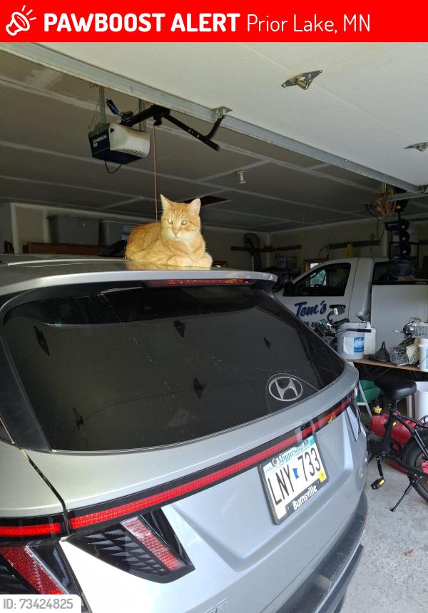 Lost Male Cat last seen 185th st., Prior Lake, MN 55372