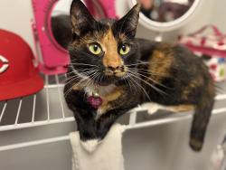 Lost Female Cat last seen Near Woodfin funeral services, Murfreesboro, TN 37130