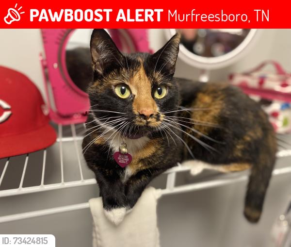 Lost Female Cat last seen Near Woodfin funeral services, Murfreesboro, TN 37130