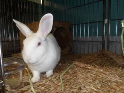 Shelter Stray Female Other last seen , 11361 W Pico Blvd, Los Angeles, CA 90064, USA