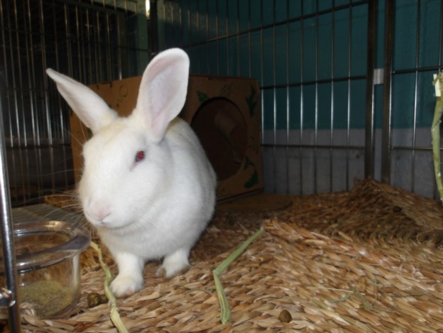 Shelter Stray Female Other last seen , 11361 W Pico Blvd, Los Angeles, CA 90064, USA