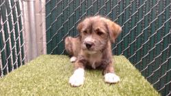 Shelter Stray Female Dog last seen , 11258 Garfield Ave, Downey, CA 90242, USA
