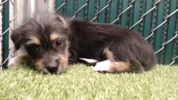 Shelter Stray Female Dog last seen , 11258 Garfield Ave, Downey, CA 90242, USA