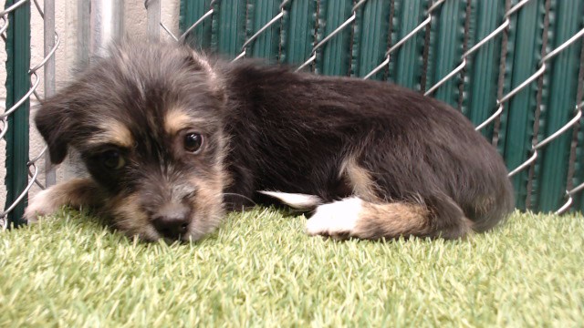 Shelter Stray Female Dog last seen , 11258 Garfield Ave, Downey, CA 90242, USA