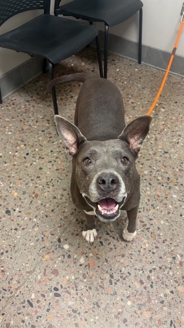 Shelter Stray Female Dog last seen W CHUCK BOX RD / S 50TH AVE, 5501 E Van Buren St, Phoenix, AZ 85008, USA