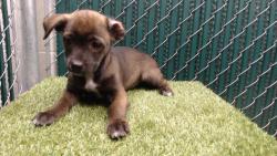 Shelter Stray Female Dog last seen , 11258 Garfield Ave, Downey, CA 90242, USA