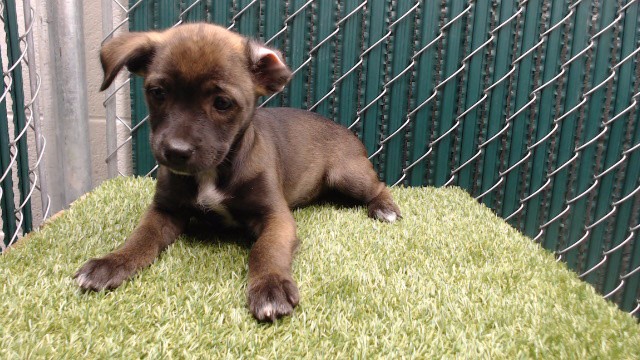 Shelter Stray Female Dog last seen , 11258 Garfield Ave, Downey, CA 90242, USA