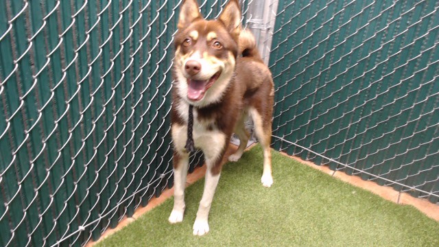 Shelter Stray Male Dog last seen , 11258 Garfield Ave, Downey, CA 90242, USA