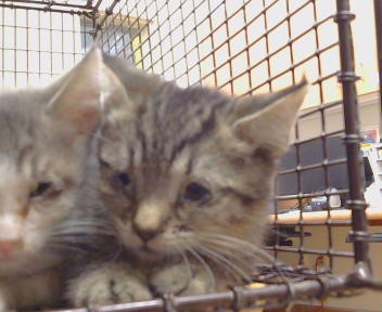 Shelter Stray Unknown Cat last seen FAIR OAKS BLVD/SHIRLEY AVE, 95608, 3839 Bradshaw Rd, Sacramento, CA 95827, USA