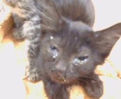 Shelter Stray Unknown Cat last seen FAIR OAKS BLVD/SHIRLEY AVE, 95608, 3839 Bradshaw Rd, Sacramento, CA 95827, USA