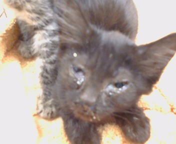 Shelter Stray Unknown Cat last seen FAIR OAKS BLVD/SHIRLEY AVE, 95608, 3839 Bradshaw Rd, Sacramento, CA 95827, USA