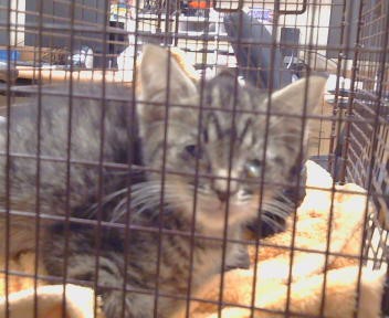 Shelter Stray Unknown Cat last seen FAIR OAKS BLVD/SHIRLEY AVE, 95608, 3839 Bradshaw Rd, Sacramento, CA 95827, USA