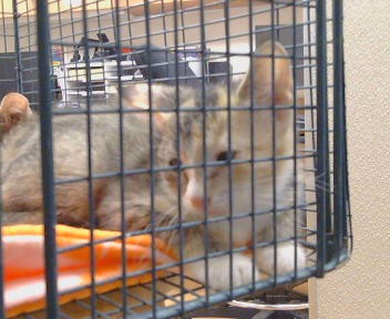 Shelter Stray Unknown Cat last seen FAIR OAKS BLVD/SHIRLEY AVE, 95608, 3839 Bradshaw Rd, Sacramento, CA 95827, USA