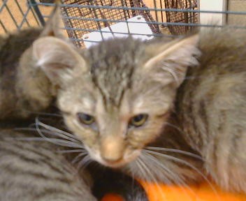 Shelter Stray Unknown Cat last seen FAIR OAKS BLVD/SHIRLEY AVE, 95608, 3839 Bradshaw Rd, Sacramento, CA 95827, USA
