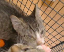 Shelter Stray Unknown Cat last seen FAIR OAKS BLVD/SHIRLEY AVE, 95608, 3839 Bradshaw Rd, Sacramento, CA 95827, USA
