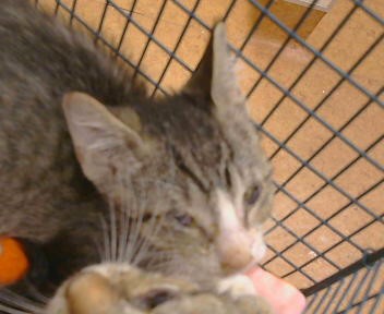 Shelter Stray Unknown Cat last seen FAIR OAKS BLVD/SHIRLEY AVE, 95608, 3839 Bradshaw Rd, Sacramento, CA 95827, USA