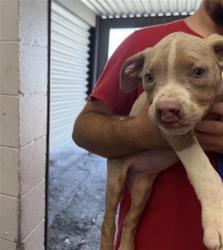 Shelter Stray Female Dog last seen LITTLE LEAGUE DR AND BELMONT, 333 Chandler Pl, San Bernardino, CA 92408, USA