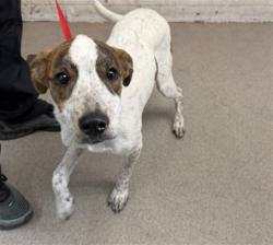 Shelter Stray Male Dog last seen , 333 Chandler Pl, San Bernardino, CA 92408, USA